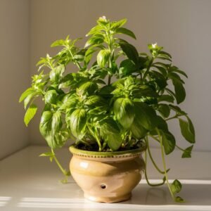 Tulsi plant